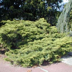 juniperus x media -pfitzeriana aurea